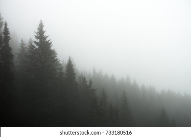 Photograph Of A Forest In The Fog