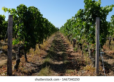 Photograph Of French Vines In The Haut-Médoc Region