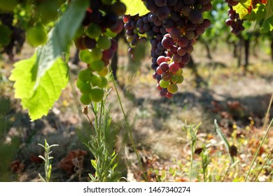 Photograph Of French Vines In The Haut-Médoc Region