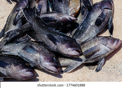 Photograph of freshly caught Atlantic sea bass on the deck of a boat
