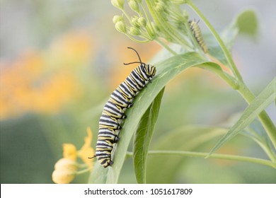 Фотография взрослой гусеницы монарха на молочае с гусеницей на заднем плане 
