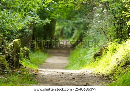 Photograph of a grassy path in spring
