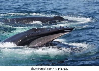 A photograph of a humpback whale feeding off the coast of Provincetown in Cape Cod, Massachusetts, United States. They are popular with whale watchers due to their distinctive feeding habits. 