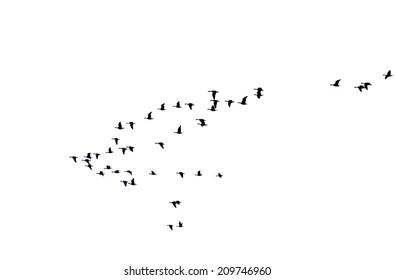 The photograph of a isolated flock of wild geese in flight formation / Flock of wild geese