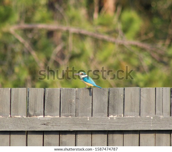 A photograph of a Kingfisher perched on a\
fence in Brisbane, Australia.\
