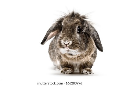 lion lop images stock photos vectors shutterstock