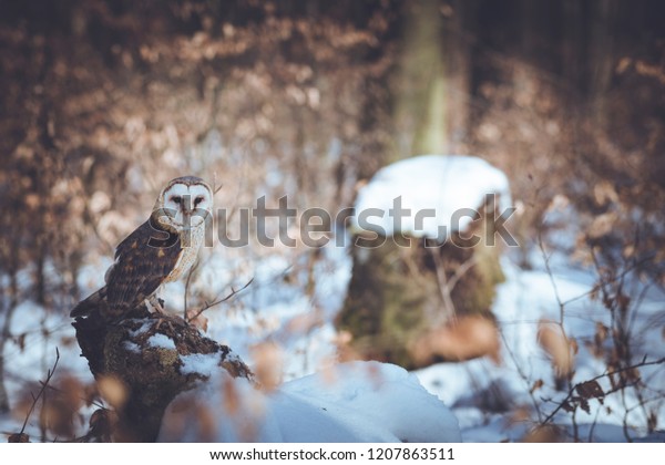 Photograph Lone Barn Owl Snowy Forest Stock Photo Edit Now