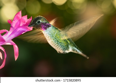 A photograph of a male hummingbird with colorful feather visiting the pink flower