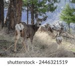 photograph of mule deer does grazing on the breaks of the Salmon River near Riggins ID