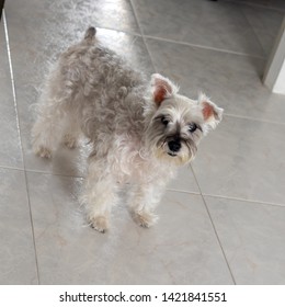 A Photograph Of My Mature Dog Who Is 12 Years Old, Standing In The Hall Way Of My Living Room At Home And Staring At Me.