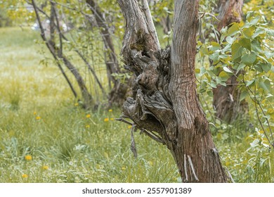 Photograph of an old, gnarled tree amidst lush vegetation in a forested area, under soft diffused light No human intervention or artificial elements present - Powered by Shutterstock