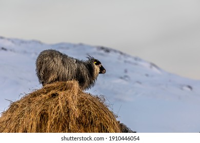 A Photograph Of An Old Norwegian Sheep Female, Standing On A Pile Of Hay. The Harsh Winter In Norway Means That The Farmer Has To Feed His Animals Extra Much, In Order For Them To Get Enough Nutrition