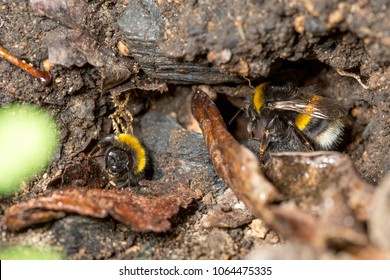 Photograph Of The Opening Of A Bumblebee (Bombus Sp.) Nest. Two Bumble Bees Are Visible Amongst The Mud And Dead Leaves. Photographed In Rotorua, New Zealand.