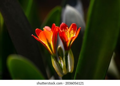 Photograph Of Orange Flowers Indoor Plant Clivia