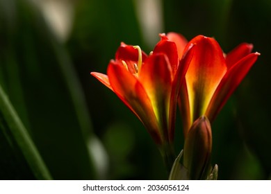 Photograph Of Orange Flowers Indoor Plant Clivia