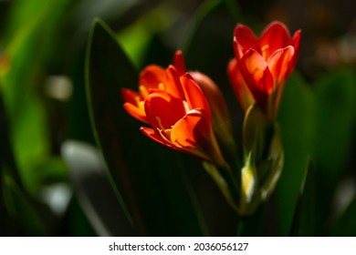 Photograph Of Orange Flowers Indoor Plant Clivia