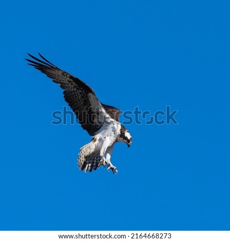 Photograph of an Osprey hovering over a pond in Scottsdale, Arizona.