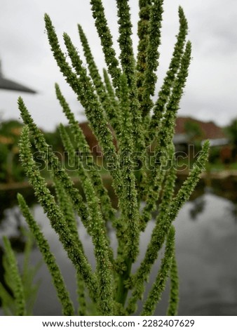 Photograph of a Palmer Amaranth taken in the morning