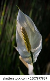 Photograph Of A Peace Lily Flower Taken In The Hills Of Coorg In A Coffee Plantation.