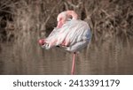Photograph of a pink flamingo or phoenicopterus roseus intent on cleaning its feathery coat in the Molentargius-Saline Regional Natural Park in Sardinia.