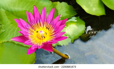 Photograph Of A Pink Lotus With Bees Foraging On Pollen.
