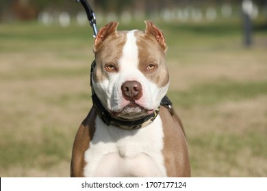 photograph of a pit bull dog posing for a photo shoot at a dog expo with pedegree dogs