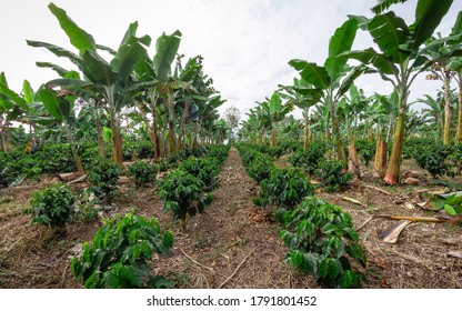 Photograph Of A Plantain Crop, Mixed With Coffee And Cassava In Valle Del Cauca Colombia