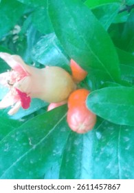 A photograph of a pomegrant fruit