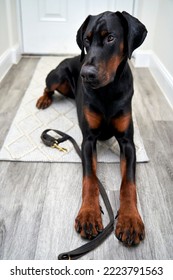 Photograph Of A Puppy Doberman Pinscher Dog Sitting On Floor With Lead By Front Door Waiting To Be Taken On Walk 