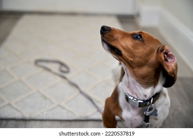 Photograph Of A Puppy Miniature Piebald Dachshund Dog Sitting On Floor With Lead By Front Door Waiting To Be Taken On Walk 