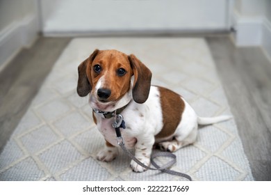 Photograph Of A Puppy Miniature Piebald Dachshund Dog Sitting On Floor With Lead By Front Door Waiting To Be Taken On Walk Looking At Camera