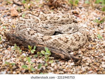 Photograph Of A Rattlesnake In The Desert.