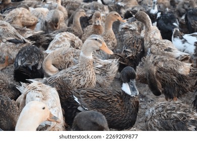 A photograph of selective focused ducks in the flock of ducks.