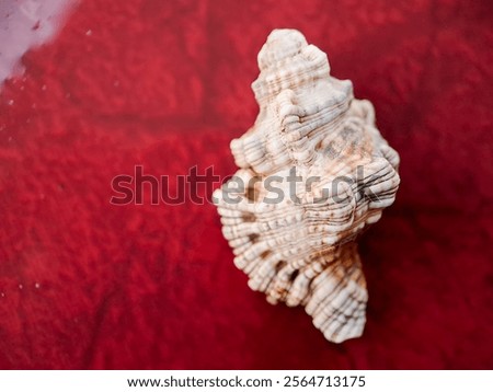 Similar – Image, Stock Photo like a shell in the sand, a memory