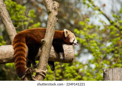 a photograph of a sleepy red panda on a tree stump  - Powered by Shutterstock
