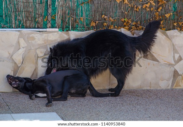 Photograph Some Big Black Dogs Playing Stock Photo Edit Now