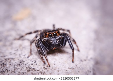 Photograph of a spider with a macro lens.
