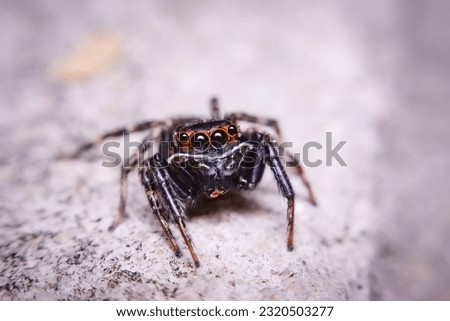 Photograph of a spider with a macro lens.