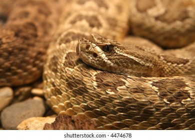 19 Coontail rattlesnake Images, Stock Photos & Vectors | Shutterstock