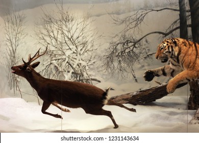 Photograph Of A Taxidermy Tiger In The Process Of Lunging Towards A Male Deer In A Snowy Landscape.