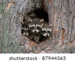 Photograph of three young raccoons scrambling over each other to peer out a hole in a large tree in the midwest.