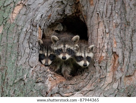 Photograph of three young raccoons scrambling over each other to peer out a hole in a large tree in the midwest.