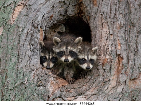 3匹のアライグマの写真が 中西部の大きな木の穴をのぞき合うために お互いを駆け巡っている の写真素材 今すぐ編集