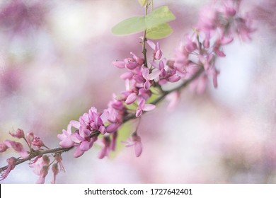 photograph of a tree branch full of pink flowers, the background is out of focus and the branch creates a diagonal that crosses the plane. Furthermore, the image is textured, giving a romantic touch