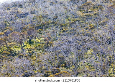 Photograph Of Trees Affected By Severe Bushfire And The Beginnings Of Regrowth In The Snowy Mountains In New South Wales In Australia