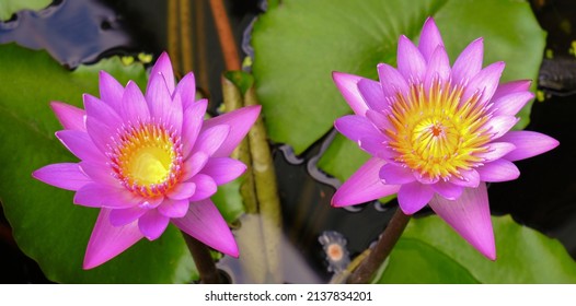 Photograph Two Lotus Flowers Blooming Pond Stock Photo 2137834201 ...