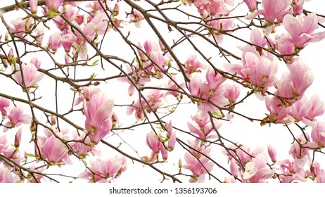 A photograph of very detailed pink magnolia tree blossoms in spring, captured in a city park, beautifully fresh, elegant and romantic, isolated on white background.                               - Shutterstock ID 1356193706