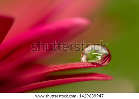 Photograph of water drop a flower petal