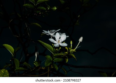 Photograph of white flowers on a black background, suitable for use as a background.