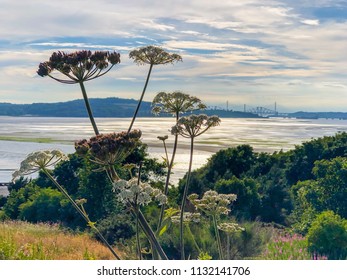 A photograph of a yarrow plant with in the background the bay of the Firth of Forth and the Queensferry rail and Road bridges. Photograph was taken from Cramond Island.